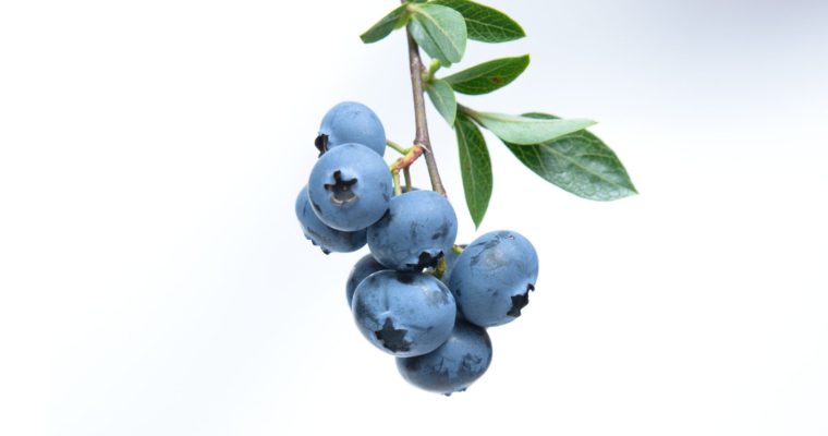 The Berry Best: Growing and Enjoying Blueberry Bushes this Summer