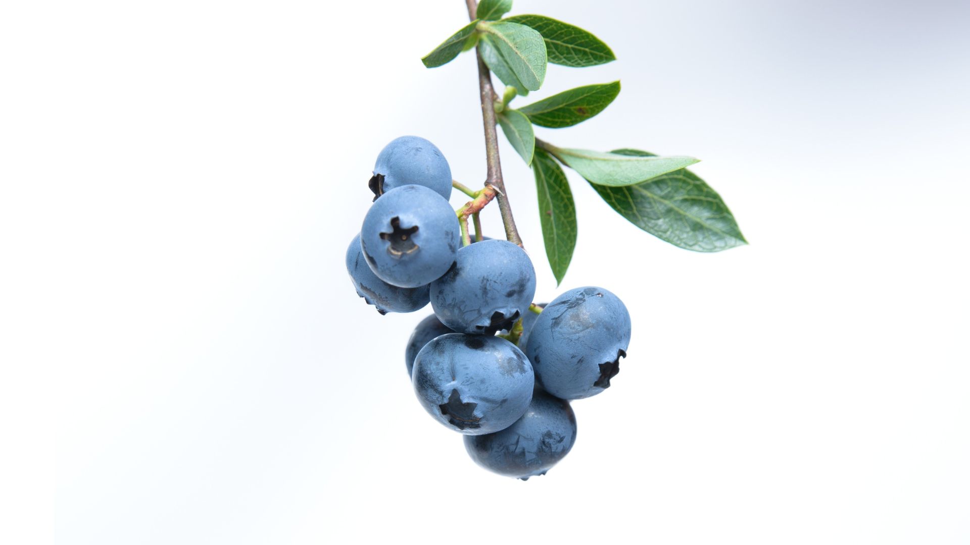 The Berry Best: Growing and Enjoying Blueberry Bushes this Summer